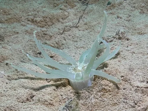 Arctic Burrowing Anemone
