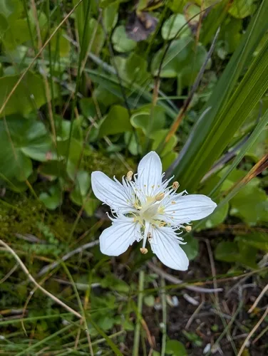 San Bernardino Grass of Parnassus