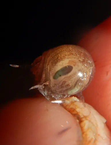 Hyperia galba