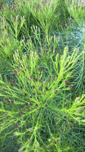 narrow-leaf ironweed