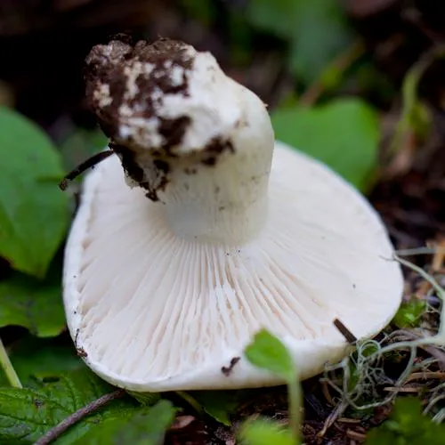 Hygrophorus subalpinus