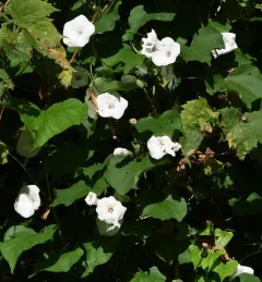 wild potato vine thumbnail 3