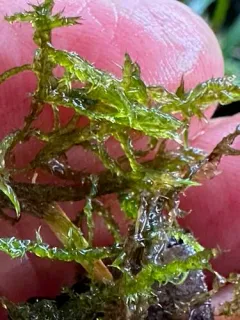 Spring Hook Moss thumbnail 2