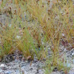 Densetuft Hairsedge thumbnail 2