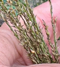 Plains Muhlenbergia thumbnail 2