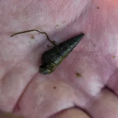 Sharp Hornsnail thumbnail 3