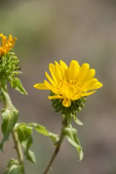 Grindelia howellii thumbnail 3