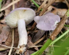 Violet Domecap thumbnail 2