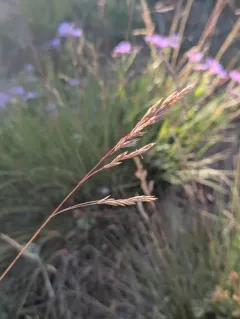 mountain bunch grass thumbnail 1