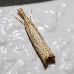 Vagabond Sod Webworm Moth thumbnail 3