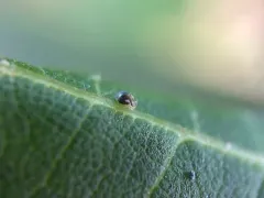 Prorastriopes coalingaensis thumbnail 1