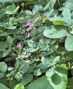 violet bush clover thumbnail 2