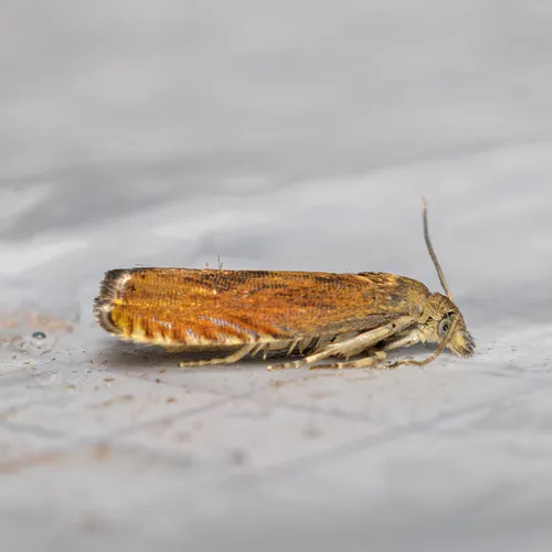 Tansy Root Moth