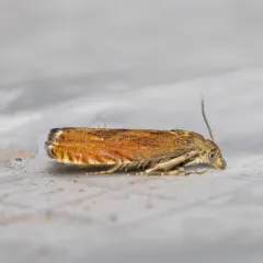 Tansy Root Moth thumbnail 1
