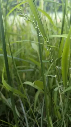 Erect Knotweed thumbnail 1