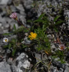 Hyssop-leaved Fleabane thumbnail 1