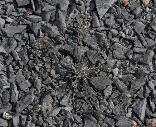 Arctic Bladderpod