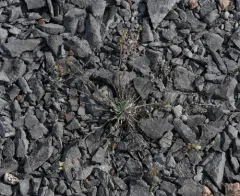 Arctic Bladderpod thumbnail 1