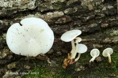 trunk funnel thumbnail 2