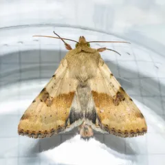 Darker-spotted Straw Moth thumbnail 2