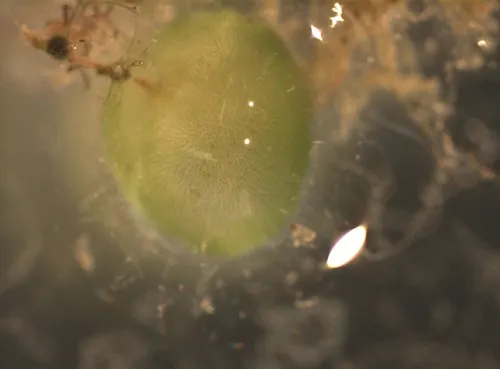 Chaetophoropsis elegans
