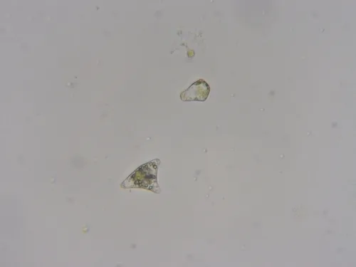 Purple-lobed Notchwort