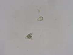 Purple-lobed Notchwort thumbnail 1