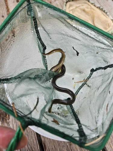 Miller Lake Lamprey