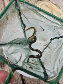 Miller Lake Lamprey thumbnail 1