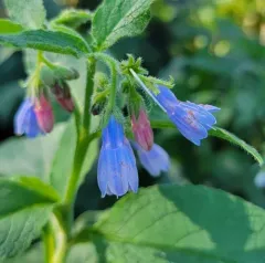 Rough Comfrey thumbnail 2