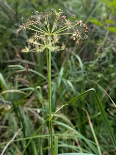 Western Cowbane thumbnail 2