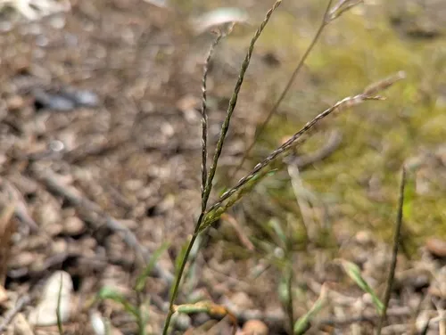 Tropical Finger-grass
