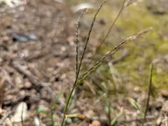 Tropical Finger-grass thumbnail 1