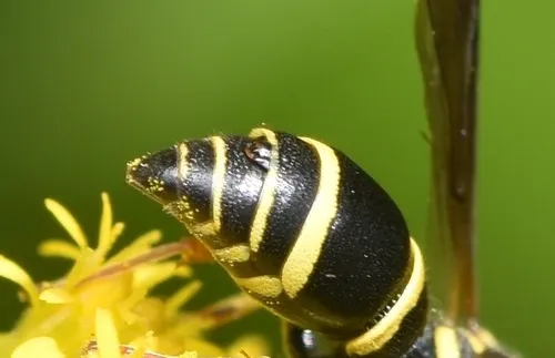 Leionotoxenos tigridis