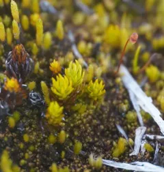 Northern Haircap Moss thumbnail 3