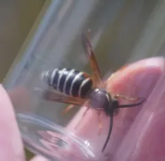 Arctic Yellowjacket thumbnail 3