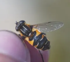 Black-margined Marsh Fly thumbnail 2