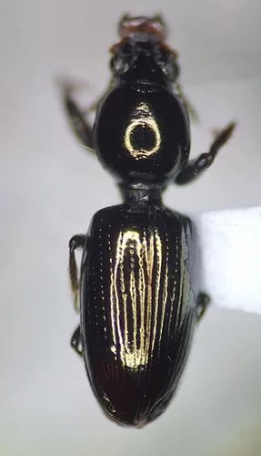 Dyschirius politus