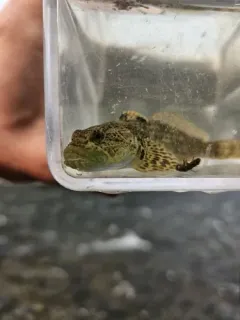 Snake River Sculpin thumbnail 2