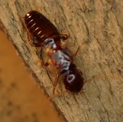 Nevada Dampwood Termite thumbnail 1