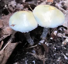 Blue Roundhead thumbnail 3