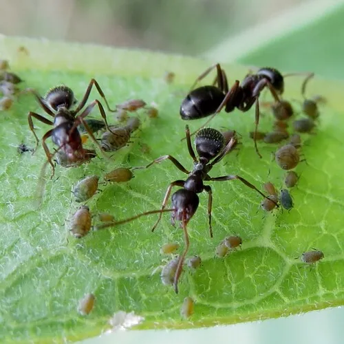 Prairie Mound Ant