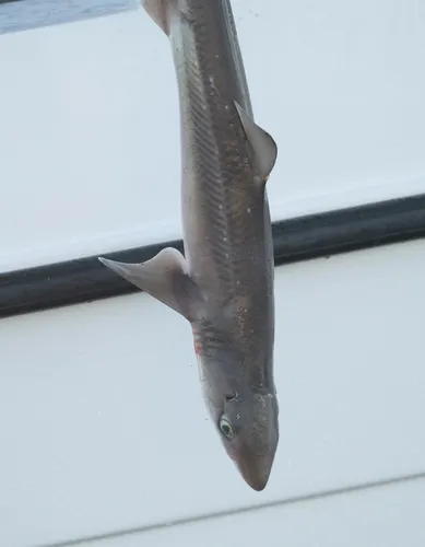 Spiny Dogfish