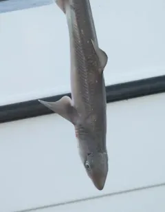 Spiny Dogfish thumbnail 1