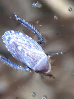Stroggylocephalus mixtus thumbnail 4