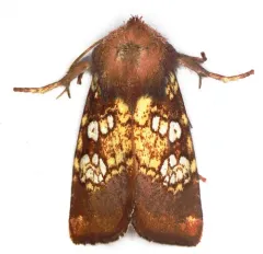 Pitcher Plant Borer Moth thumbnail 1