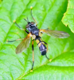 Hemyda aurata thumbnail 1