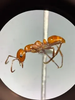 Shining Amazon Ant thumbnail 1