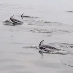 Striped Porpoise thumbnail 4
