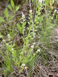 early forget-me-not thumbnail 2